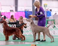 Dogshow 2018-01-25 Grayslake Day 1--172644