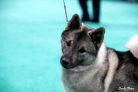 Dogshow 2024-06-30 NEINEA Candids--113623-2