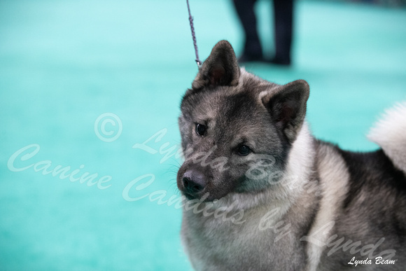 Dogshow 2024-06-30 NEINEA Candids--113623-2