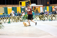 Dogshow 2015-01-31 ChicagoIntl--182818-3
