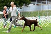 Doberman Pinschers - Greater Racine Kennel Club - 12 August 2012