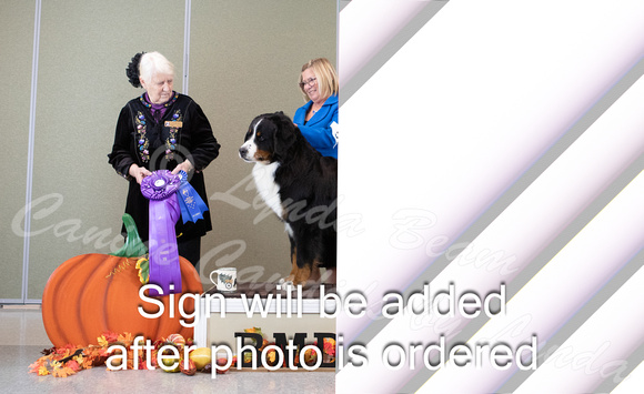 Dogshow 2024-10-25 BMDCNI Day 1--161346