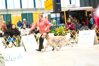 Dogshow 2015-01-31 ChicagoIntl--154405