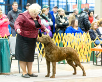 Dogshow 2015-01-31 ChicagoIntl--154723-2