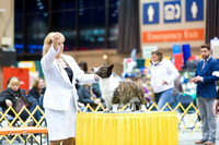 Dogshow 2015-01-31 ChicagoIntl--175952