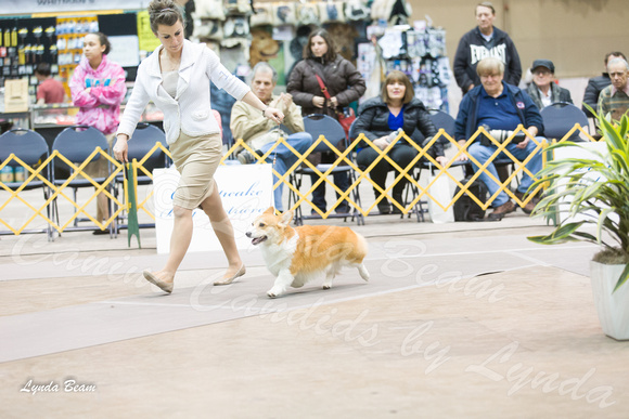 Dogshow 2015-01-31 ChicagoIntl--183225-2
