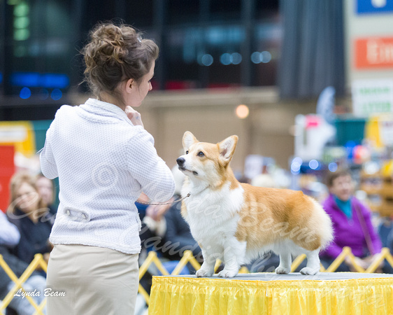 Dogshow 2015-01-31 ChicagoIntl--183207