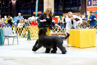 Dogshow 2015-01-31 ChicagoIntl--175942-2