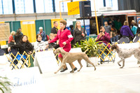 Dogshow 2015-01-31 ChicagoIntl--154412