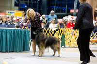 Dogshow 2015-01-31 ChicagoIntl--175626