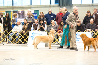 Dogshow 2015-01-31 ChicagoIntl--154737