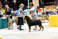 Dogshow 2015-01-31 ChicagoIntl--182942