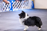 Dogshow 2023-04-08 Interlocking SSC Candids--125414