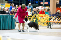 Dogshow 2015-01-31 ChicagoIntl--175831
