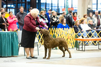 Dogshow 2015-01-31 ChicagoIntl--154723