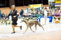 Dogshow 2015-01-31 ChicagoIntl--183023