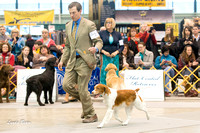 Dogshow 2015-01-31 ChicagoIntl--154535