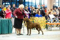 Dogshow 2015-01-31 ChicagoIntl--154724
