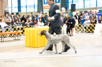 Dogshow 2015-01-31 ChicagoIntl--154703-2