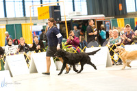 Dogshow 2015-01-31 ChicagoIntl--154415-2