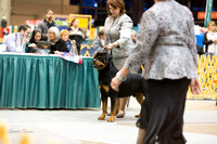 Dogshow 2015-01-31 ChicagoIntl--182927