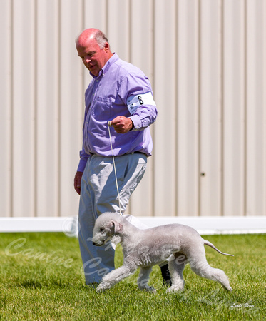 Dogshow 2022-06-19 Northeastern Illinois Kennel Club--134238-2