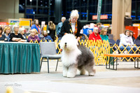 Dogshow 2015-01-31 ChicagoIntl--180247
