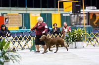 Dogshow 2015-01-31 ChicagoIntl--182752
