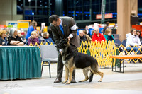Dogshow 2015-01-31 ChicagoIntl--180217