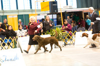Dogshow 2015-01-31 ChicagoIntl--154410-2