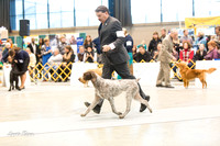 Dogshow 2015-01-31 ChicagoIntl--154702-3