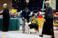 Dogshow 2015-01-31 ChicagoIntl--175414