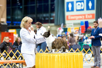 Dogshow 2015-01-31 ChicagoIntl--180121