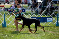 Doberman Pinschers - Waukesha Kennel Club,  July 28, 2012