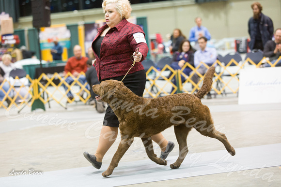 Dogshow 2015-01-31 ChicagoIntl--183106-3