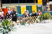 Dogshow 2015-01-31 ChicagoIntl--182745-2