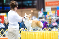Dogshow 2015-01-31 ChicagoIntl--183211