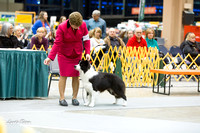Dogshow 2015-01-31 ChicagoIntl--175831-2