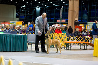 Dogshow 2015-01-31 ChicagoIntl--175604