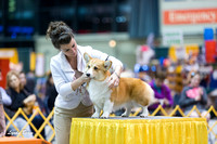 Dogshow 2015-01-31 ChicagoIntl--183214