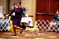 Dogshow 2015-10-18 NSCA--082156-2