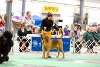Dogshow 2015-01-24 Grayslake--190141