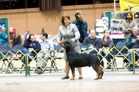 Dogshow 2015-01-31 ChicagoIntl--182908