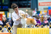 Dogshow 2015-01-31 ChicagoIntl--183214-2