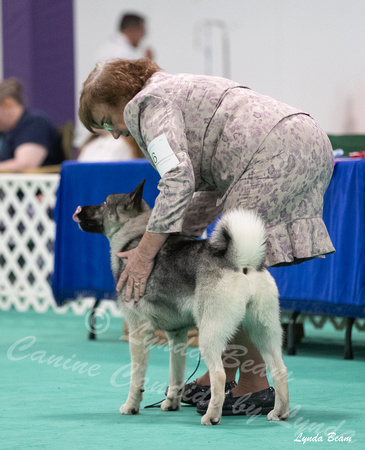 Dogshow 2024-06-29 NEINEA Candids--124325-2