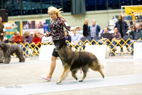 Dogshow 2015-01-31 ChicagoIntl--175754