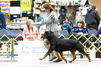 Dogshow 2015-01-31 ChicagoIntl--182738