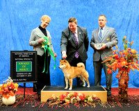 67 GCH Goldkress A Horse With No Name