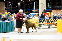 Dogshow 2015-01-31 ChicagoIntl--183059