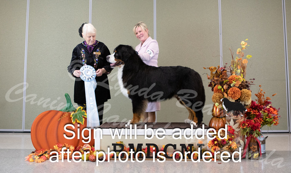 Dogshow 2024-10-25 BMDCNI Day 1--162058-2